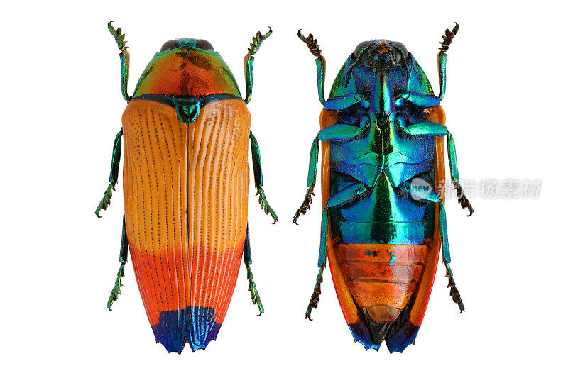 昆虫收藏精美的宝石甲虫。Metaxymorpha apicalis (van de Poll, 1886)